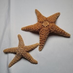 Authentic Dried Sea Star Sea Fish Nautical Creature Lot Of 2